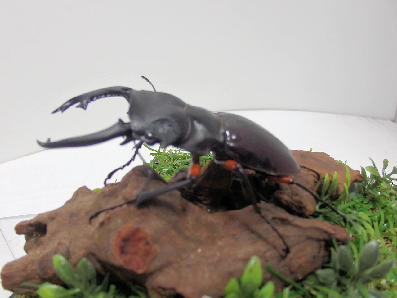 インペリアリスツヤクワガタ♂68m ジオラマ標本 | オオクワ京都昆虫館