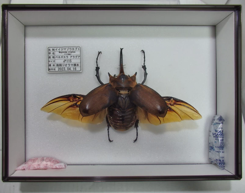 イイジマゾウカブト♂115mm 飛翔標本 | オオクワ京都昆虫館 レンタル
