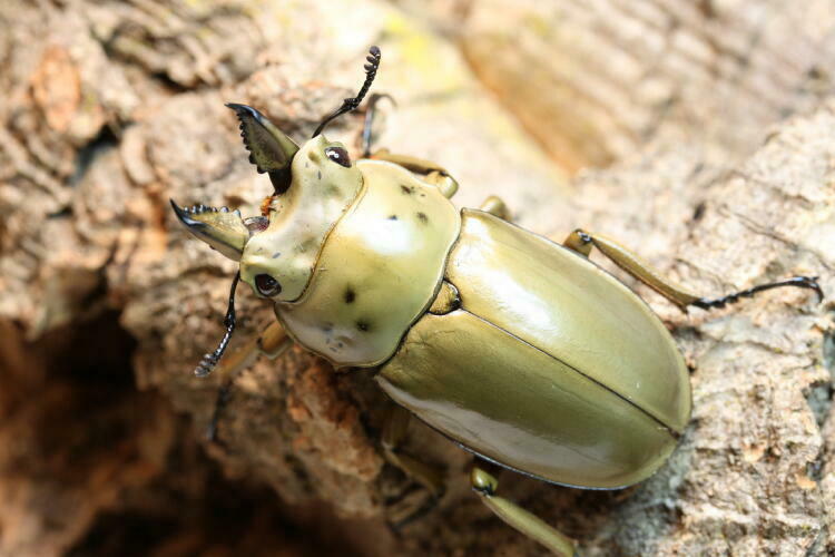 モセリオウゴンオニクワガタ飼育記