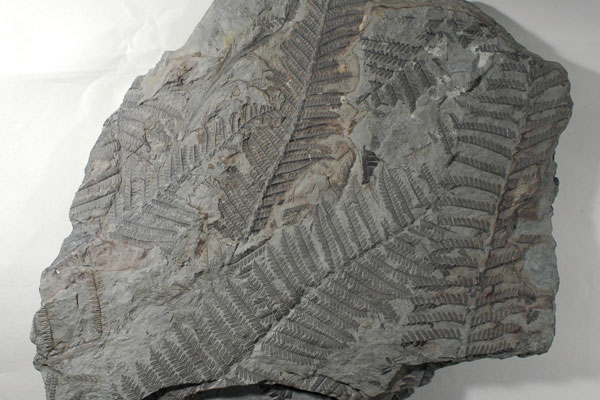 シダ植物の大森林 - 第42回特別展大化石展