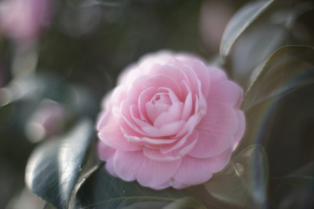 OM G.ZUIKO AUTO-S 50mm f1.4 銀枠前期型レビュー作例 Olympusの銘玉