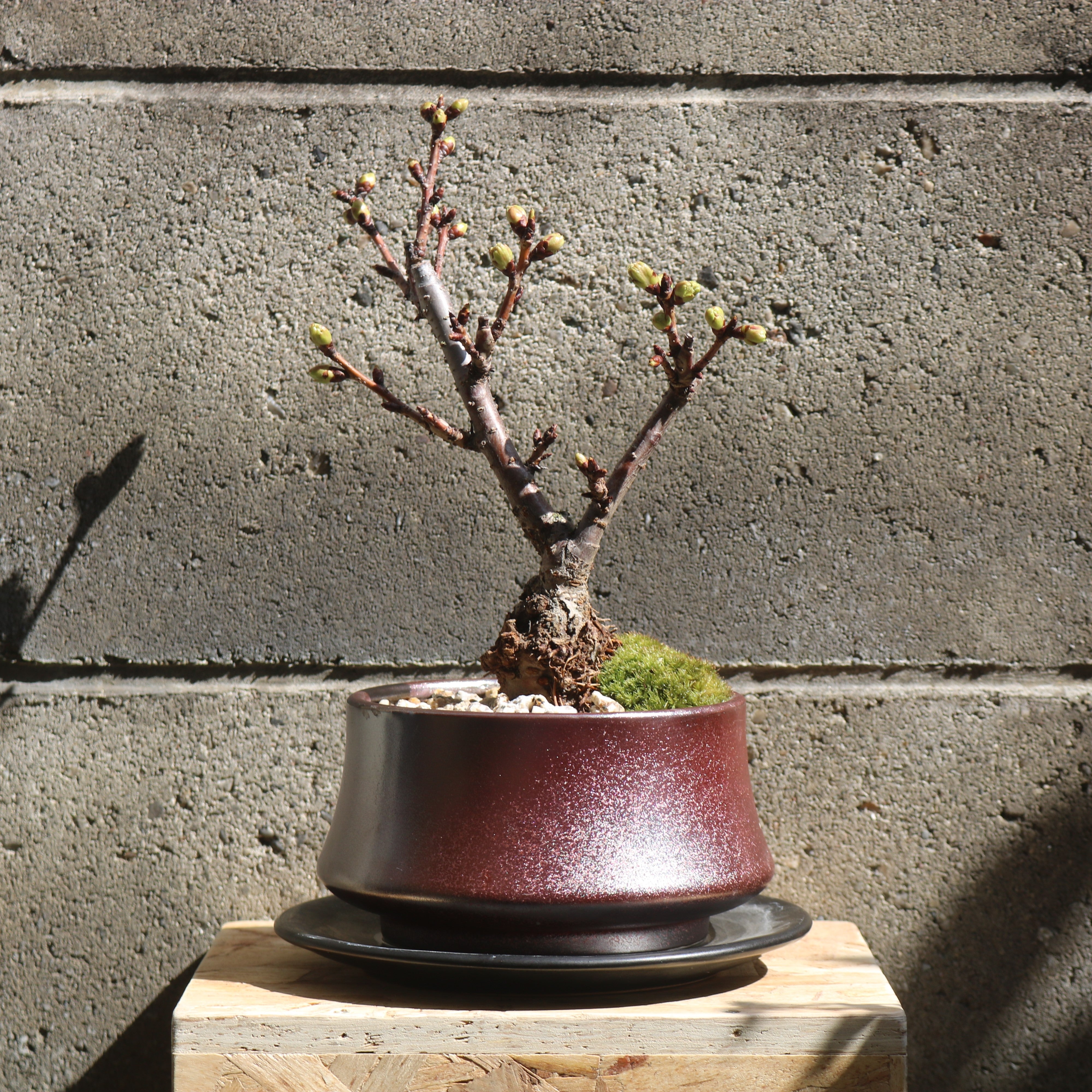 雲脚蓮華鉢 紫砂の鉢 盆栽鉢 植木鉢 小品盆栽鉢 大品盆栽鉢 雲脚蓮華鉢