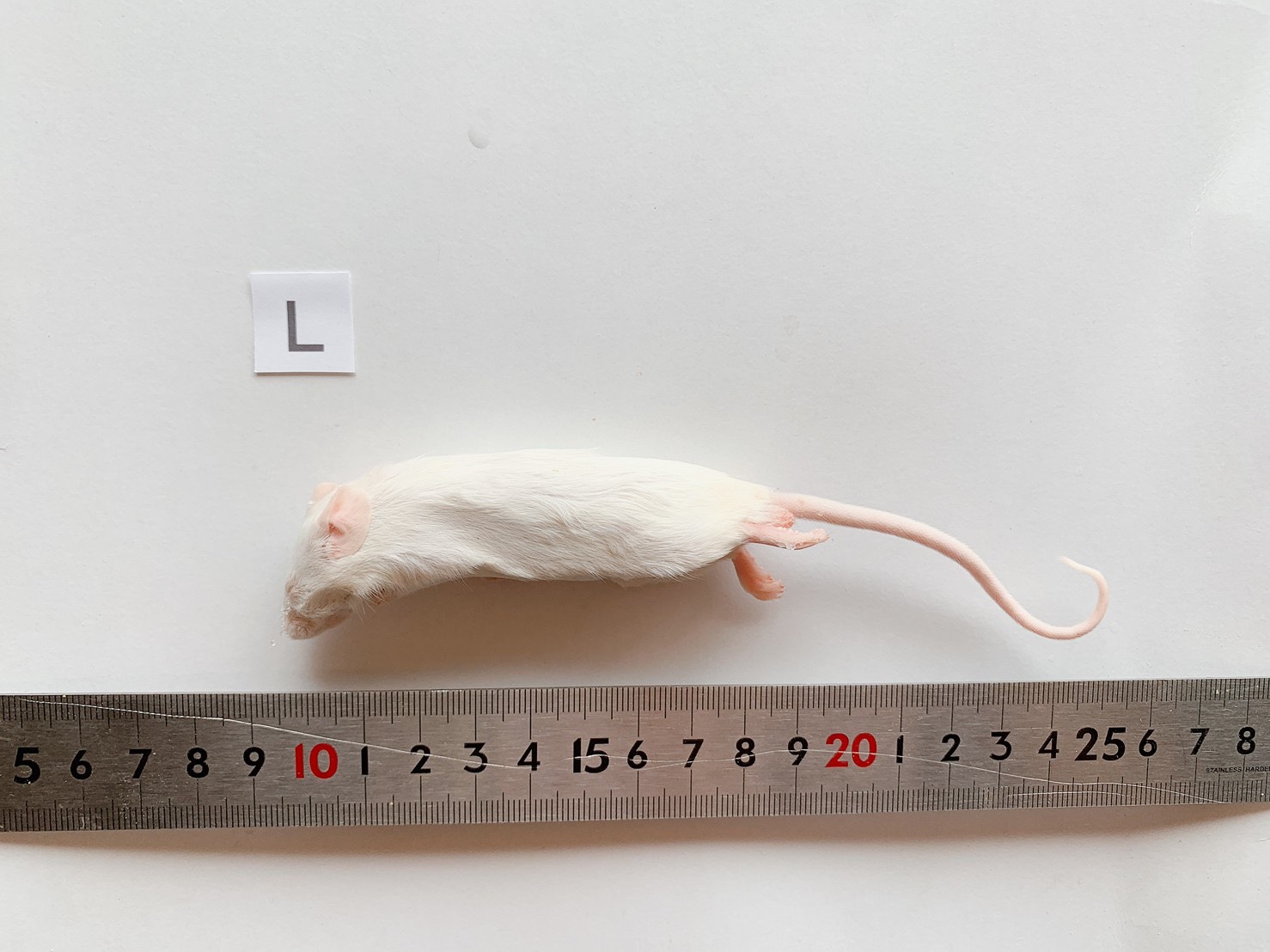 冬継】国産 冷凍マウスピンクL100匹、アダルトL50匹 冬継】国産 冷凍