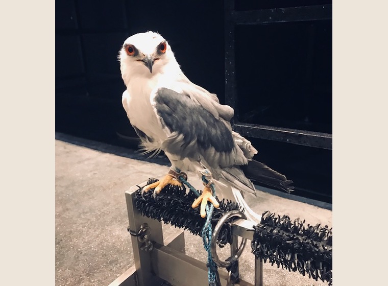 カタグロトビ 国内ブリード | ふくろう(猛禽類) | Rare ZOO presented