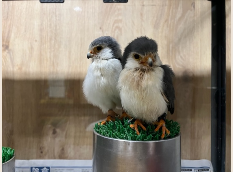 フクロウ、鷹、ハヤブサ、猛禽類 ファルコンベスト フォーキングベスト