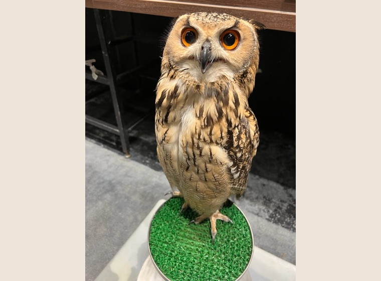 ボウパーチB type 約9〜10kg ふくろう猛禽類