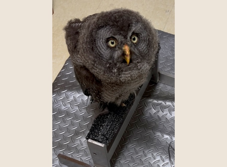 4232 外国切手 イギリス 2003年 猛禽類 フクロウとハヤブサ 10連刷