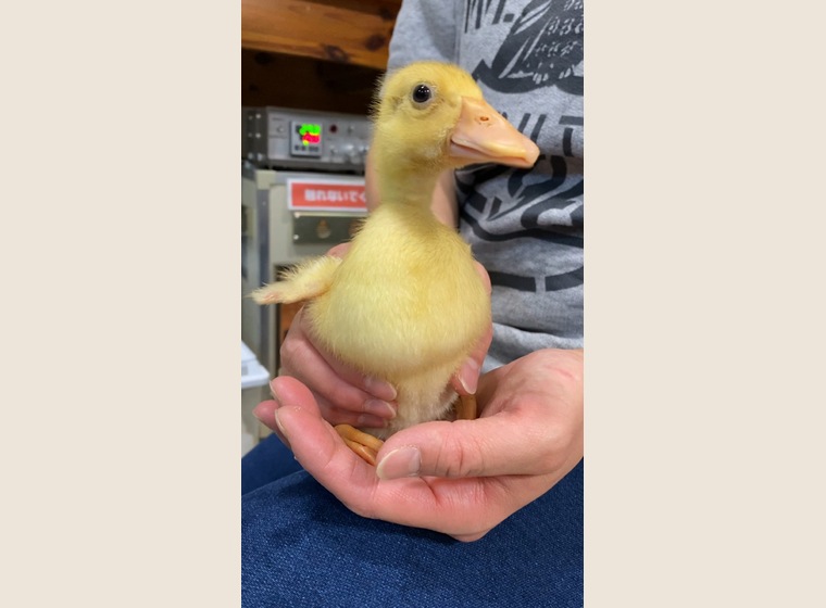 アヒル・コールダック用飼料・ペレット】 BC-6 13kg 【公式通販】