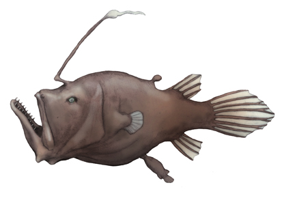 ミツクリエナガチョウチンアンコウ液浸標本 ミツクリエナガチョウチン