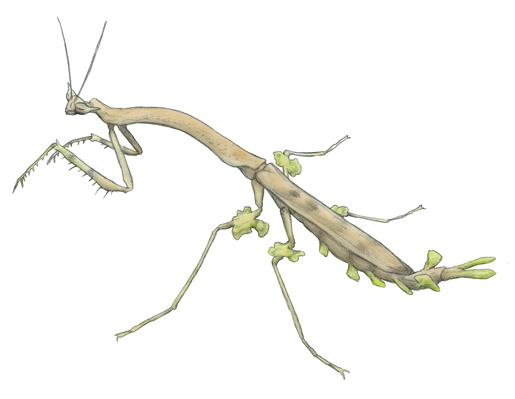 マレーシア産 カレエダカマキリ 129mm マレーシア産 カレエダカマキリ