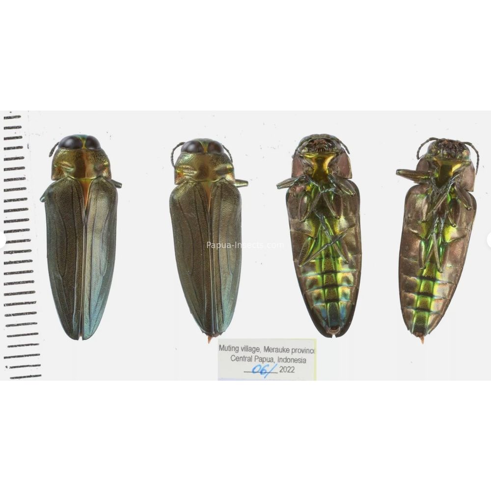 West papua Calodema suhandae 44mm