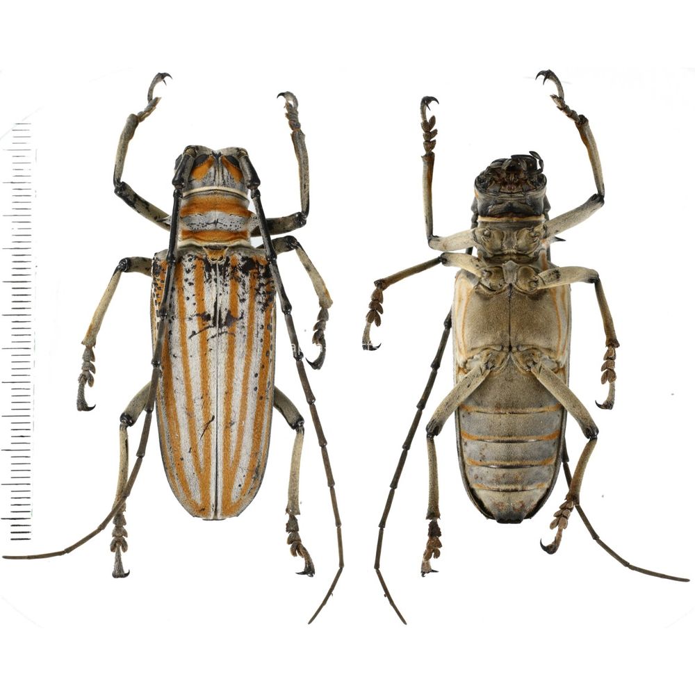 West papua Calodema suhandae 44mm