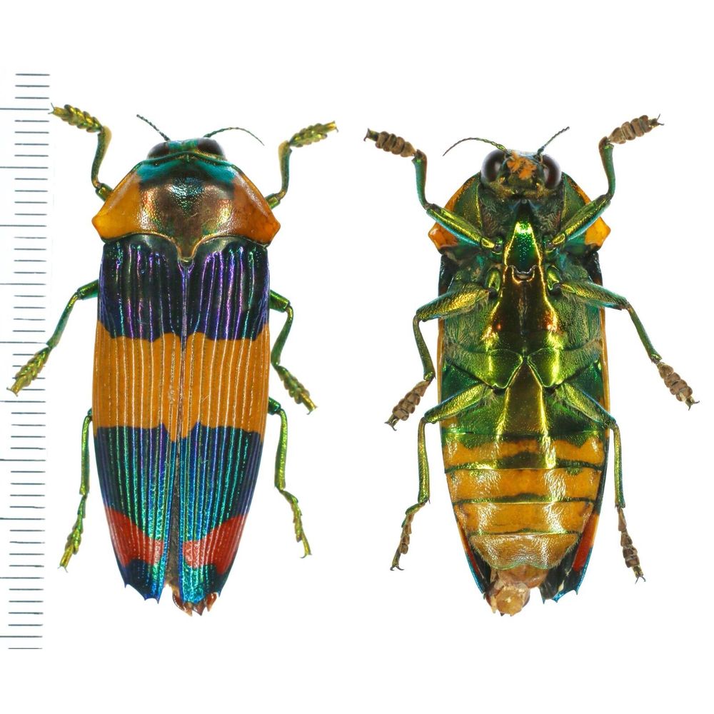 West papua Calodema suhandae 44mm