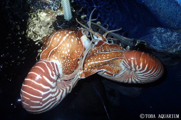 貴重)ニューギニア産ヒロベソオウムガイ 17cm 【公式通販】