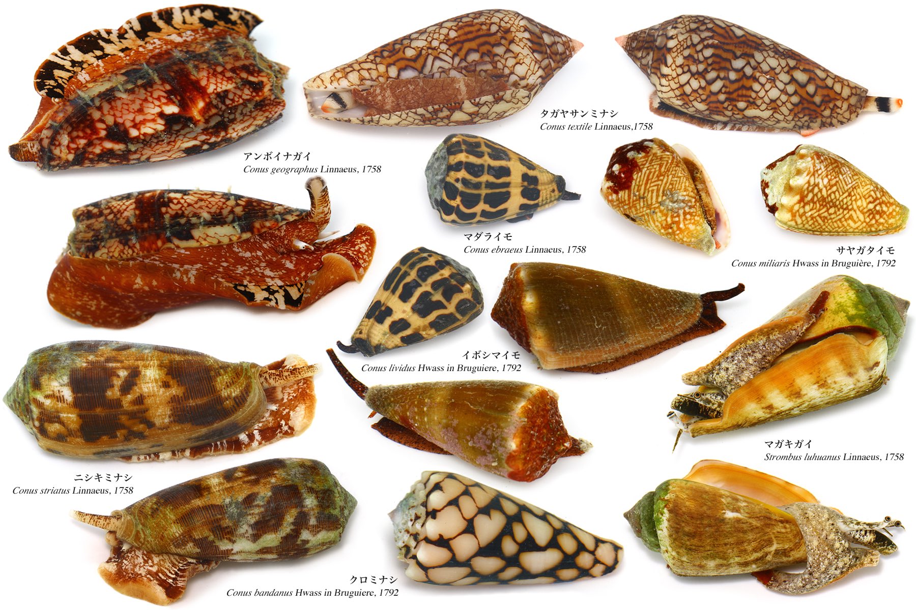 タカヤサンミナシ アンボイナ イモガイ貝殻標本 6個セット レア 美品