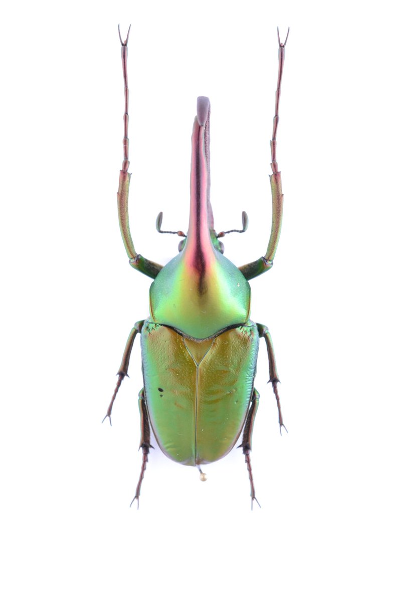 ボルネオ北部産 カブトハナムグリ Theodosia viridiaurata ♂49mm 30mm