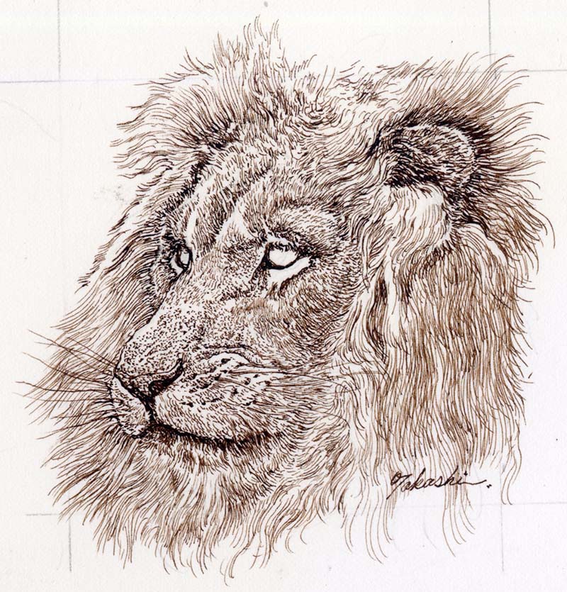 ライオン 動物ペン画No.14 ライオン 動物ペン画No.14 ライオン 動物ペン画