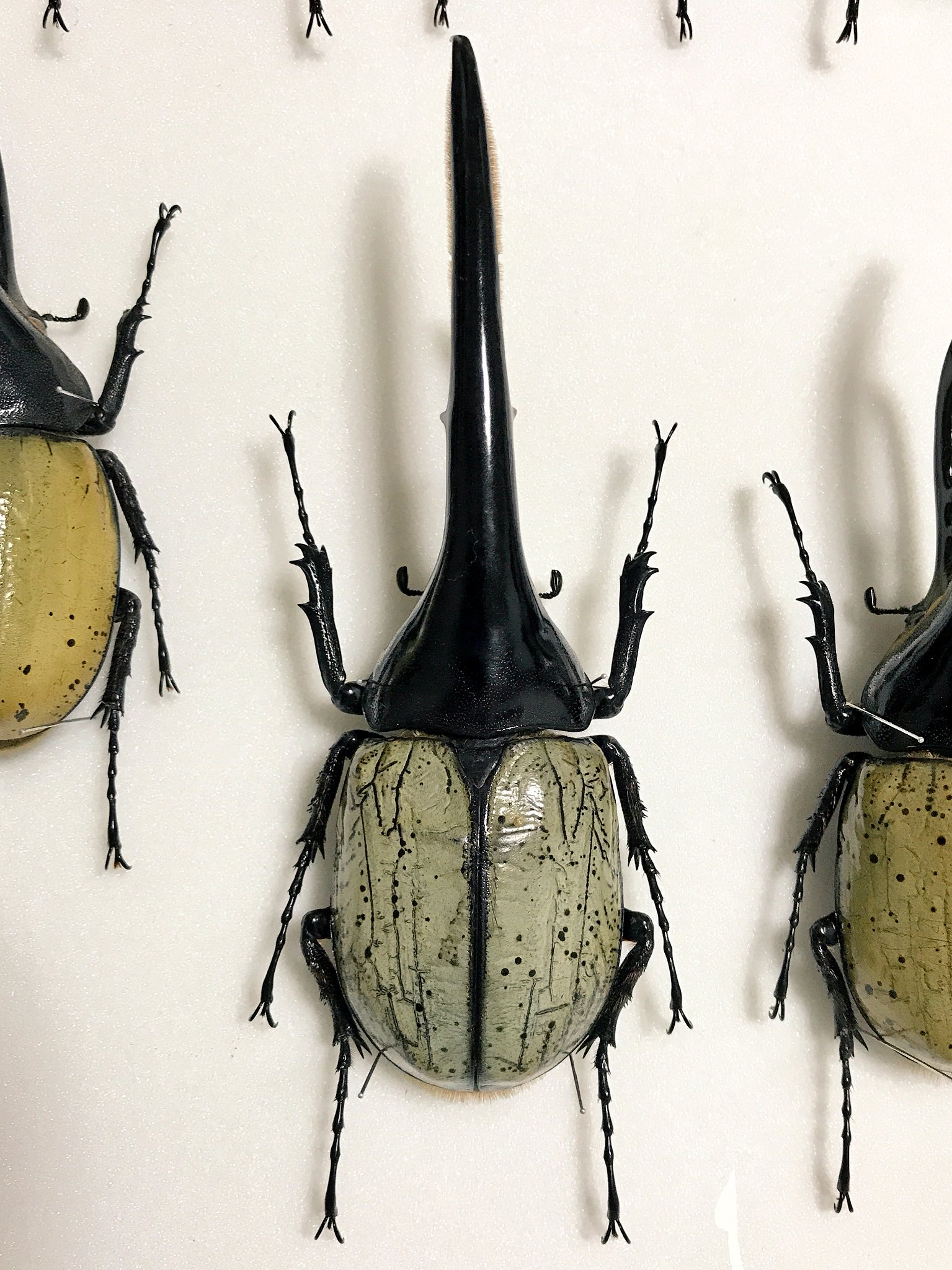 野外品ヘラクレスヘラクレス 【公式通販】