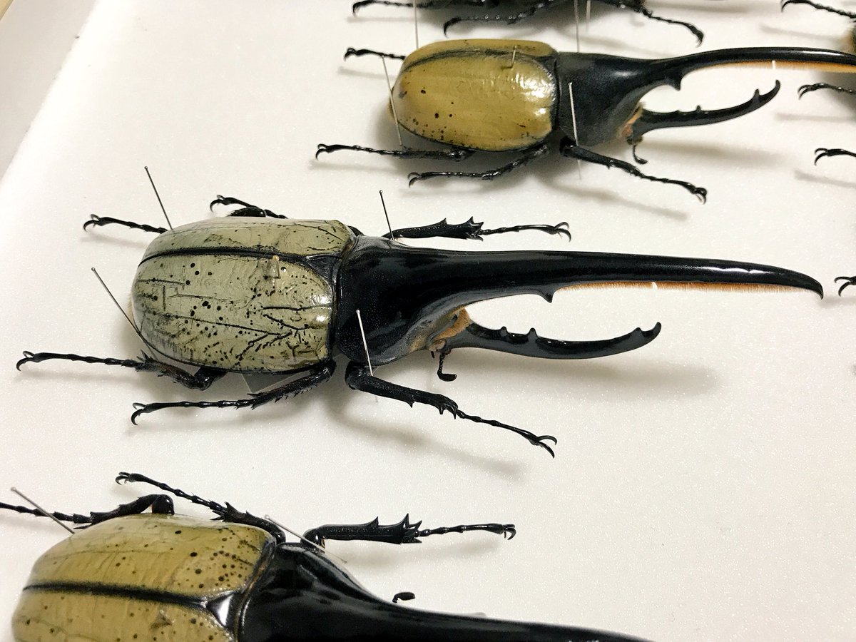 D.y ヘラクレスヘラクレス 1996年入荷野外品 D.y ヘラクレスヘラクレス