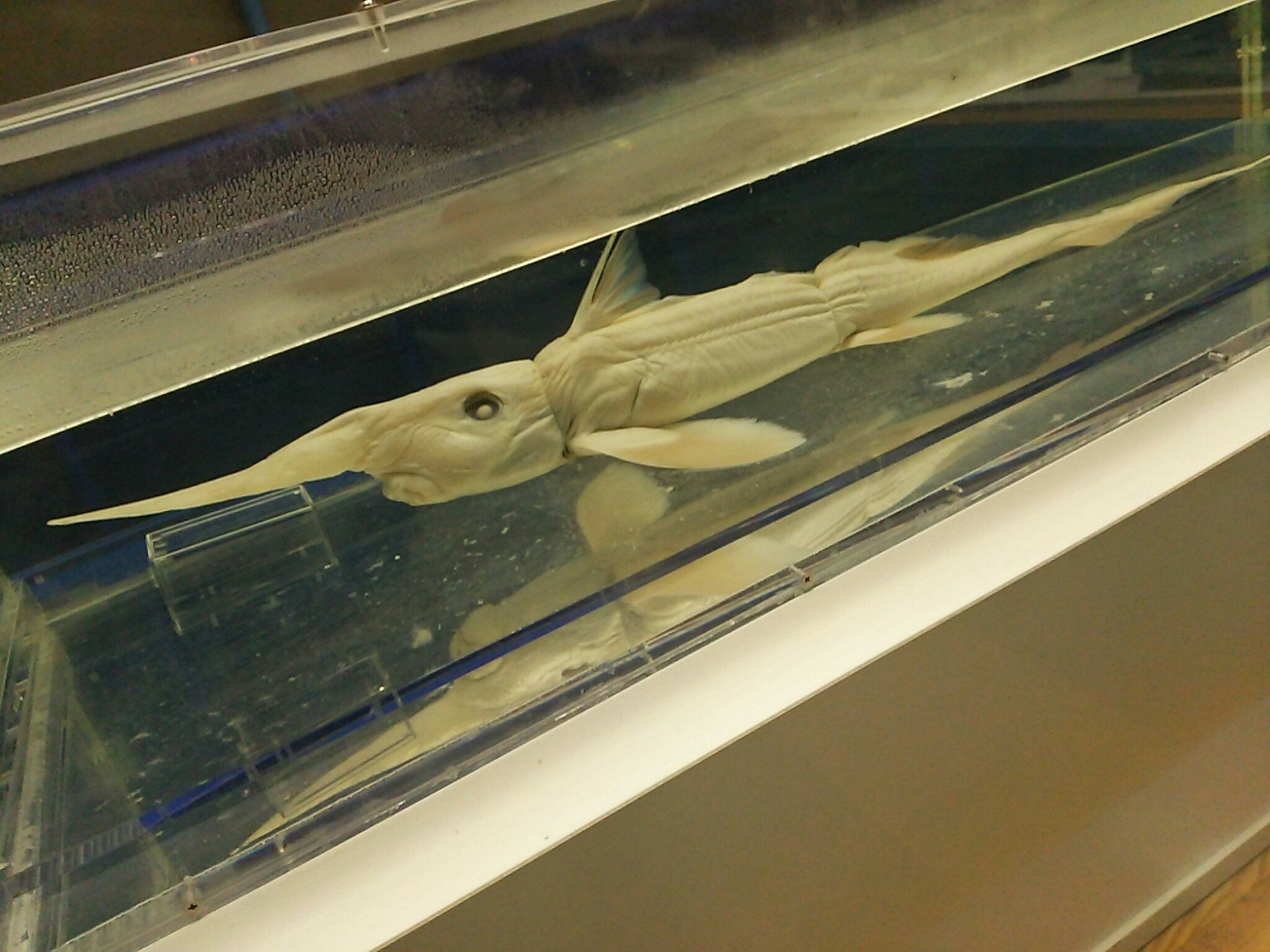 ミツクリエナガチョウチンアンコウ液浸標本 ミツクリエナガチョウチン