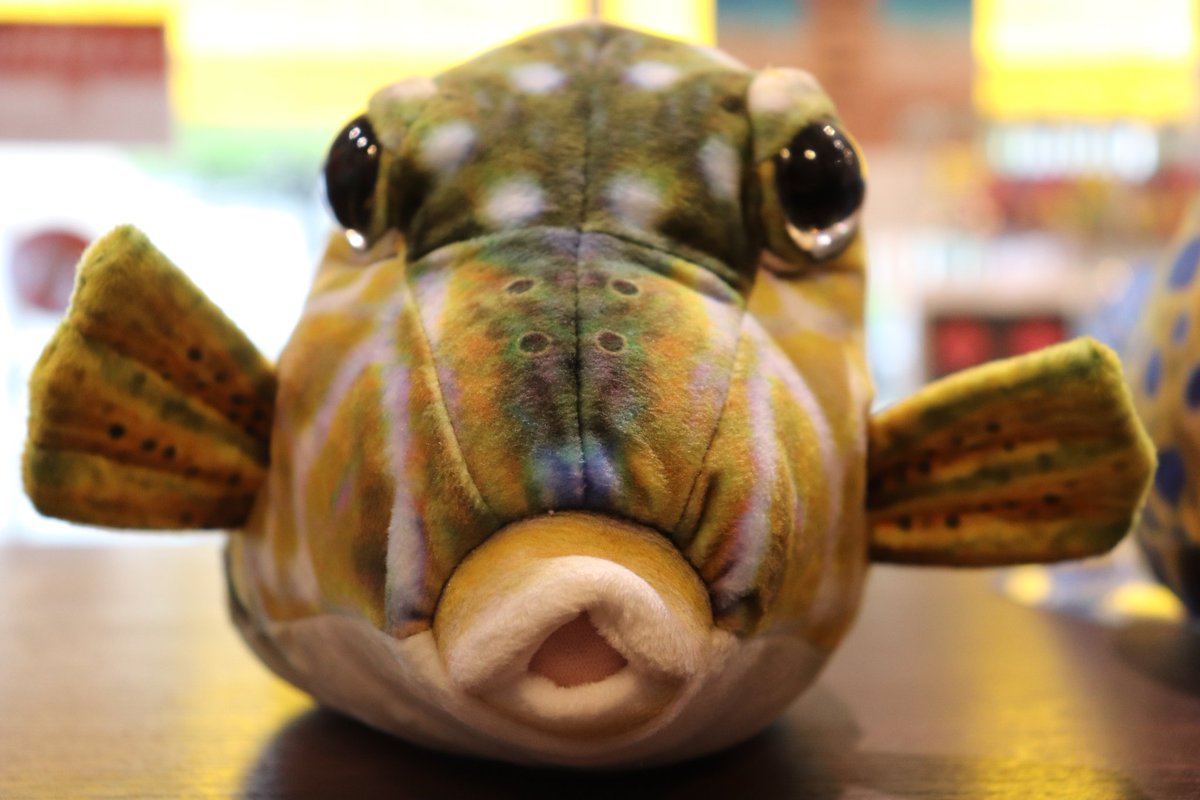 桂浜水族館にさかなクンさんがプロデュースした“おさかなぬいぐるみ”が