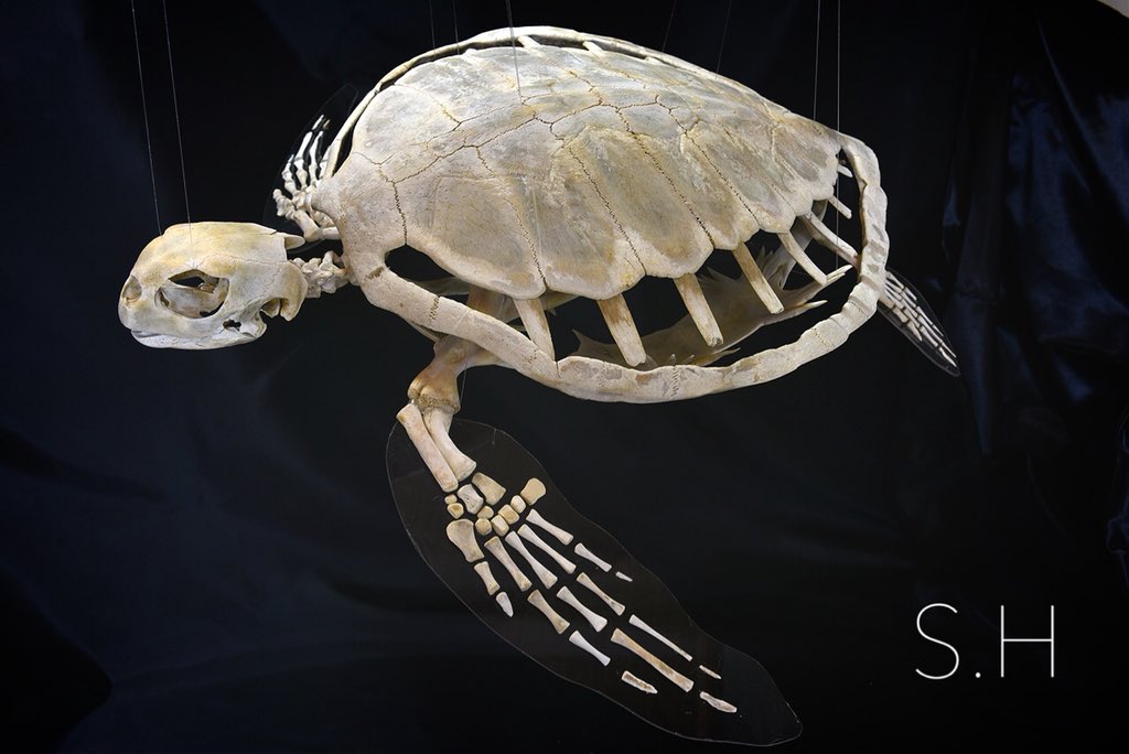 ウミガメ骨格 うみがめ標本(規約外品) アカウミガメの骨標本海亀