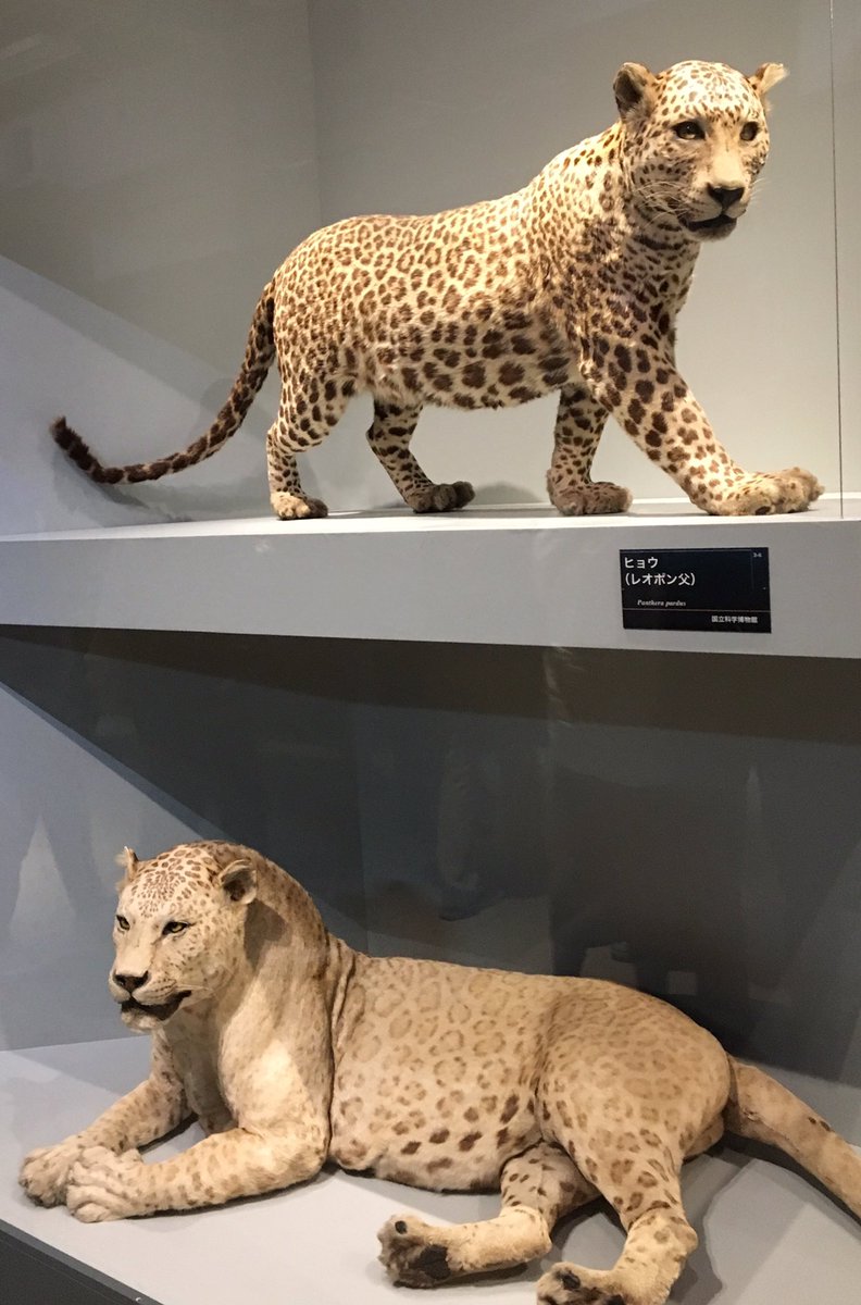 レオポンの剥製。オスメス表記が無かったのは、繁殖能力が無い故だろ