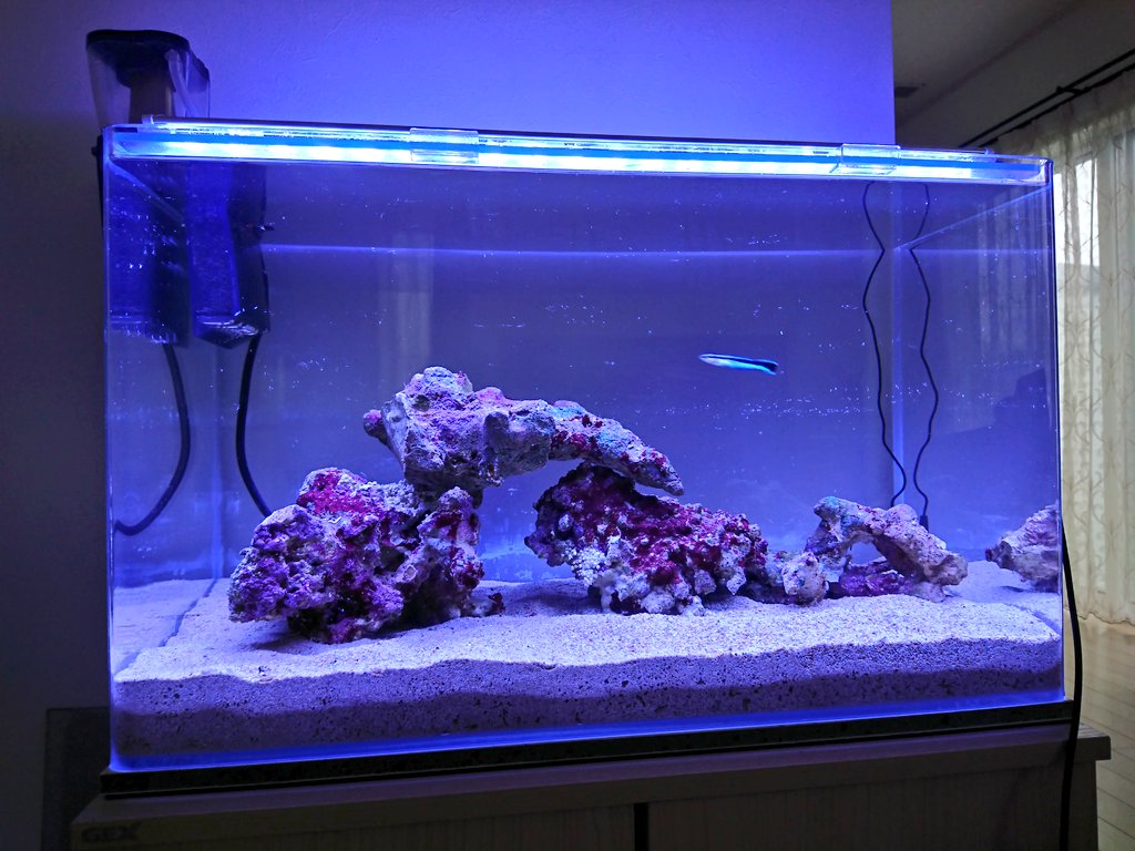 Amazon | ゼンスイ LED PLUS シャイニングブルー 90cm | ゼンスイ