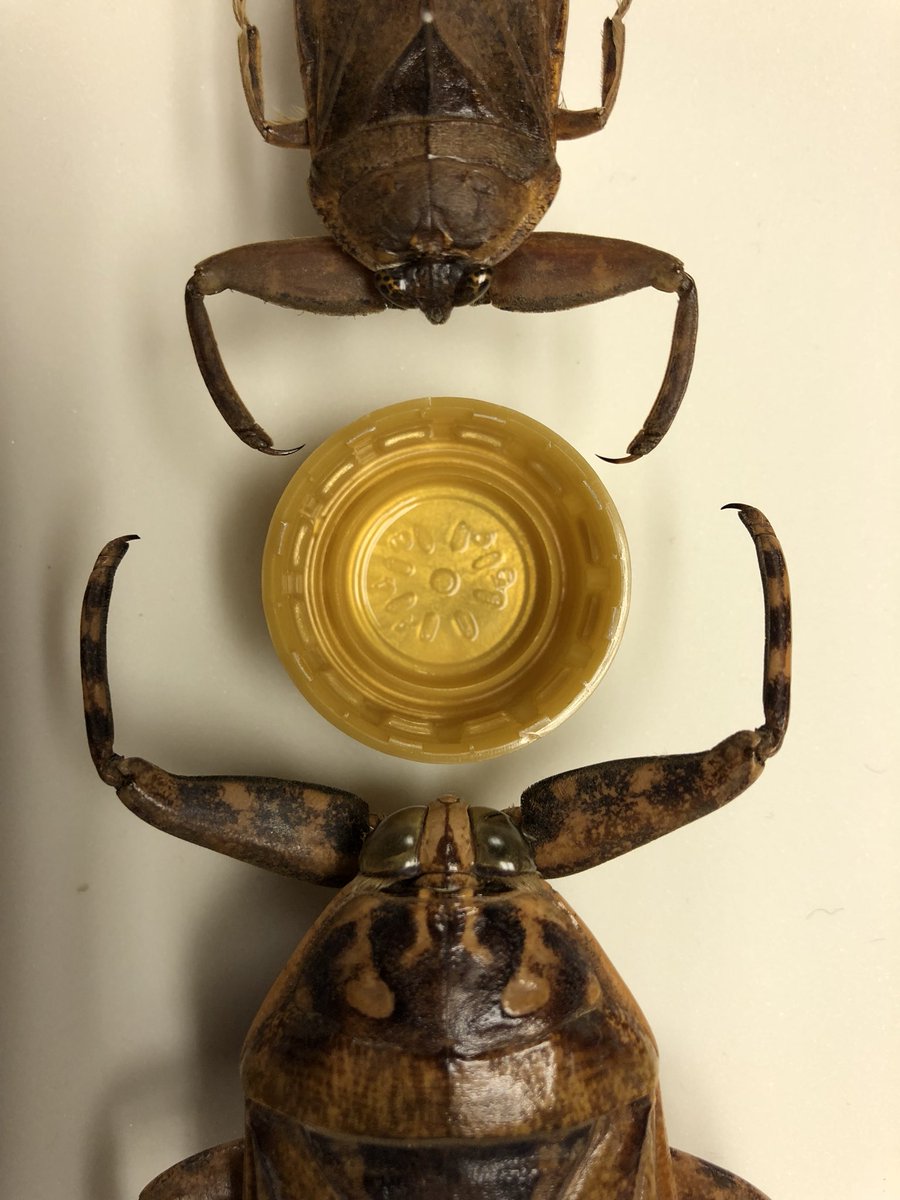 ボリビア産 ナンベイオオタガメ 113mm(口から給水官) ボリビア産 ナン