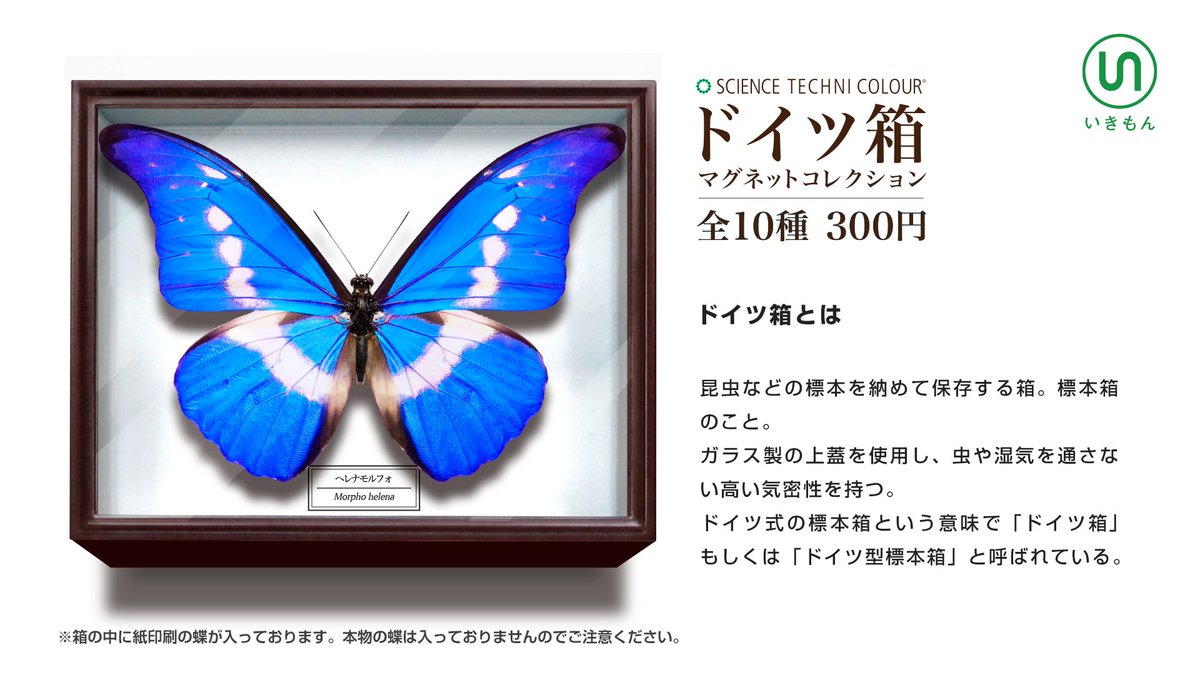 ガラスケース単品 , ケースなど , 蝶の標本 販売・通販のNatureShop