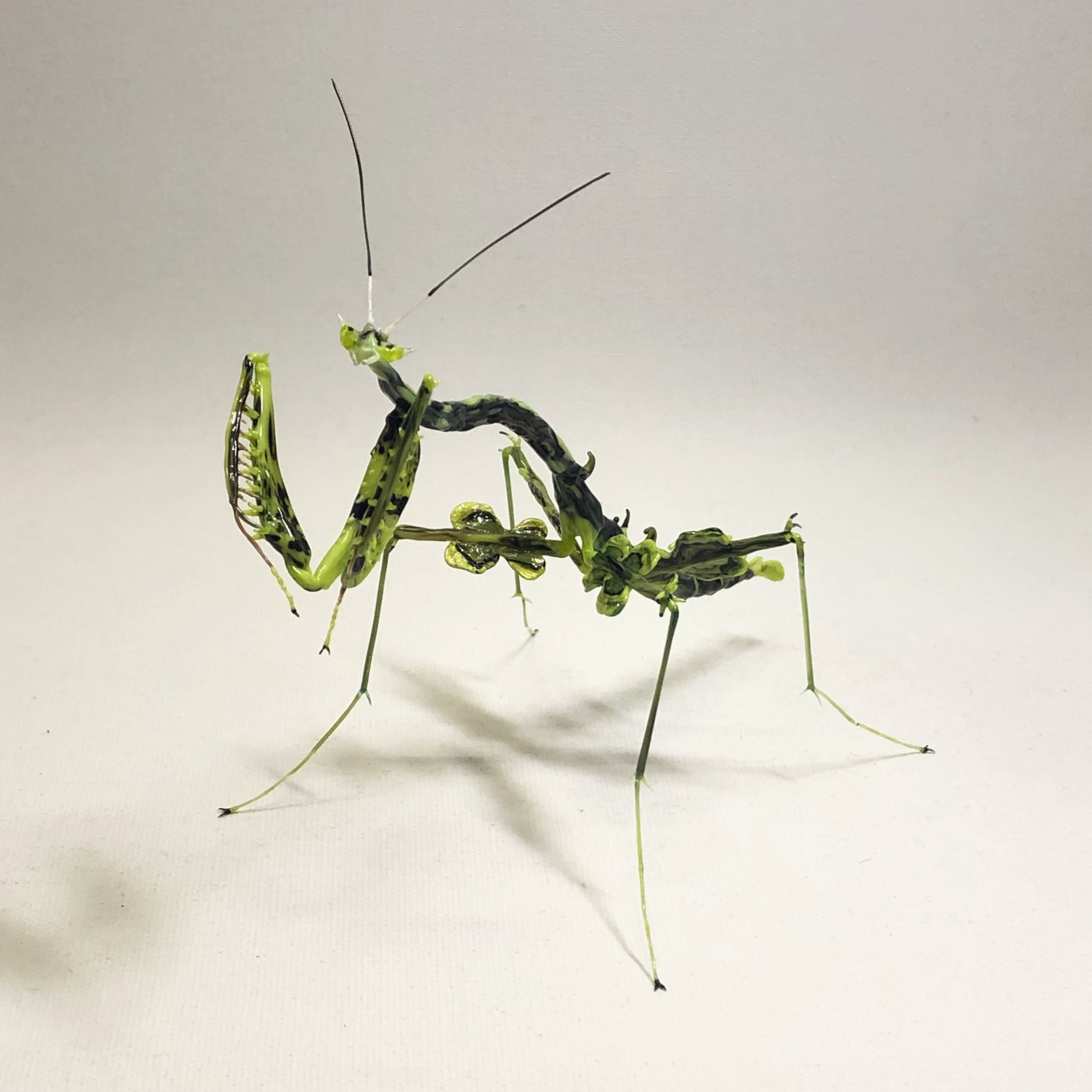 標本】オオエダカレハカマキリ つのだ ゆき＠バルーンドッグ制作中 on X: