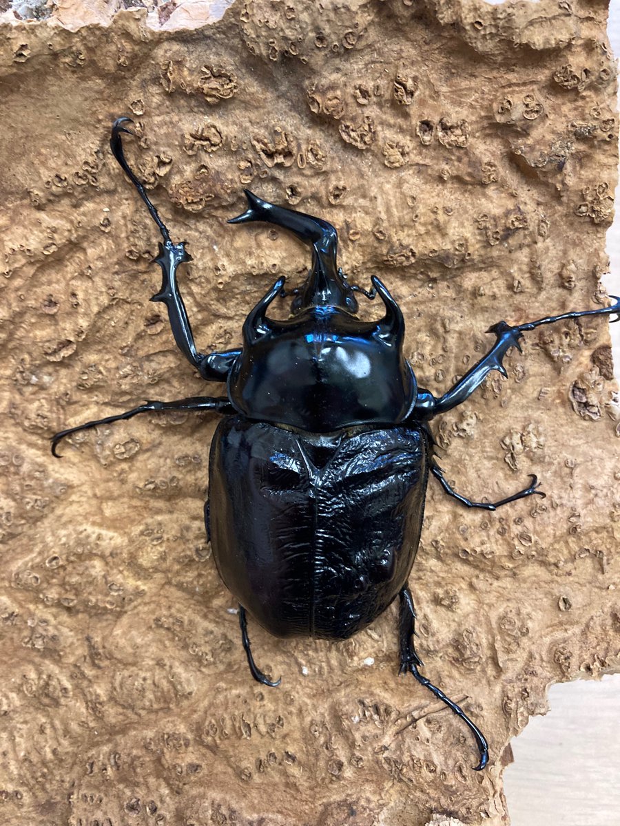 大型 マルスゾウカブト♂野外標本 【公式通販】