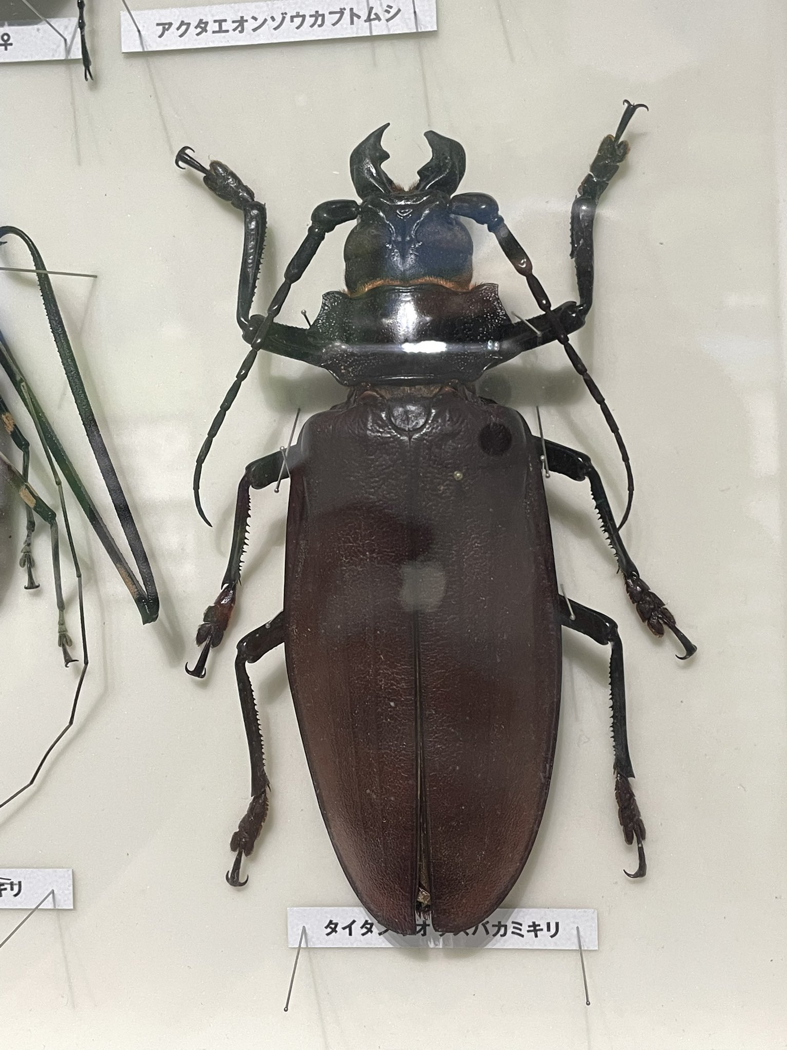 フレンチギアナ産 タイタンオオウスバカミキリ 146mm 最高 フレンチ