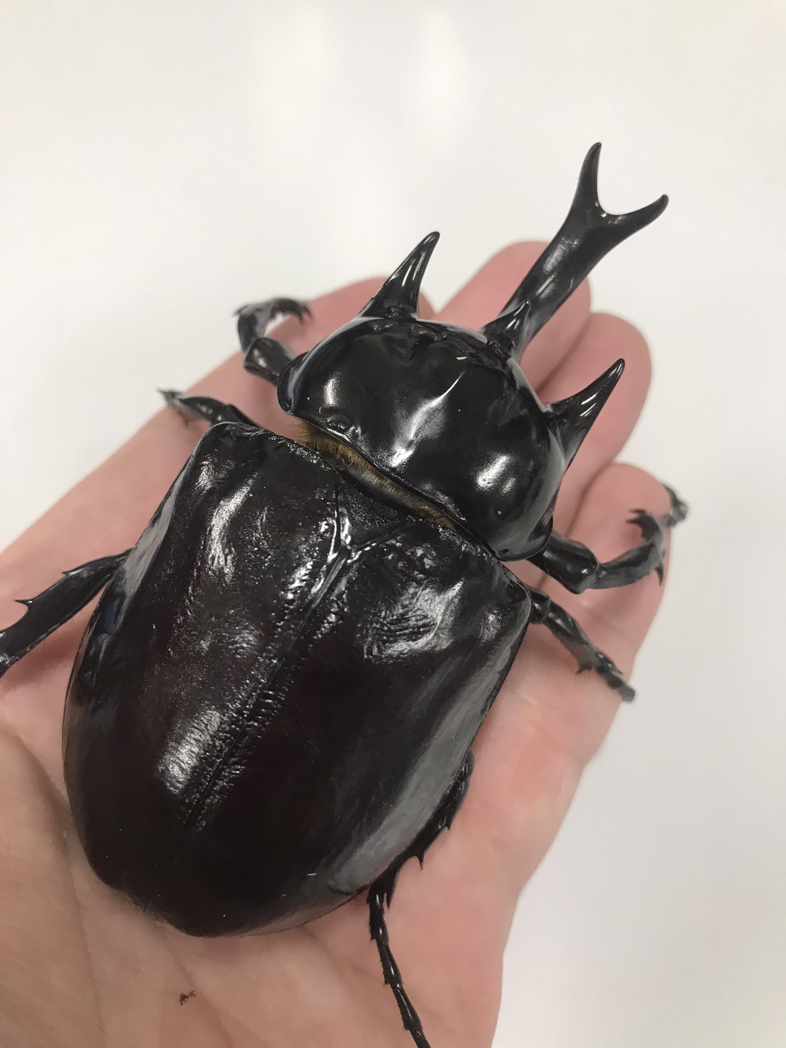WILD ヤヌスゾウカブト コロンビア産 (ラミレスゾウカブト) 標本