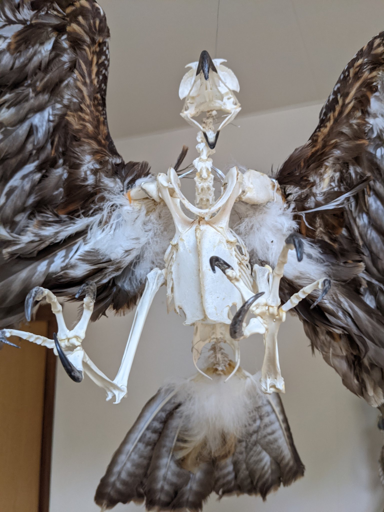 トビの翼標本 【公式通販】