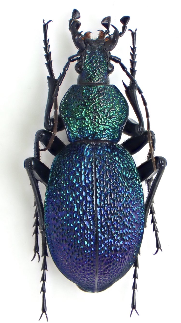 イボハダオサムシ標本 ☆クリミア半島産C.scabrosus tauricus