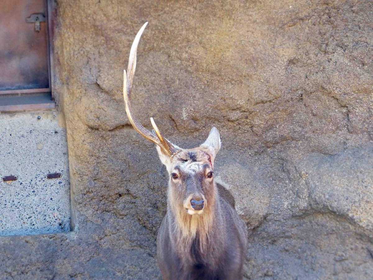 シカ角速報】 角が1本になっているのを、本日朝9時ごろに発見しました