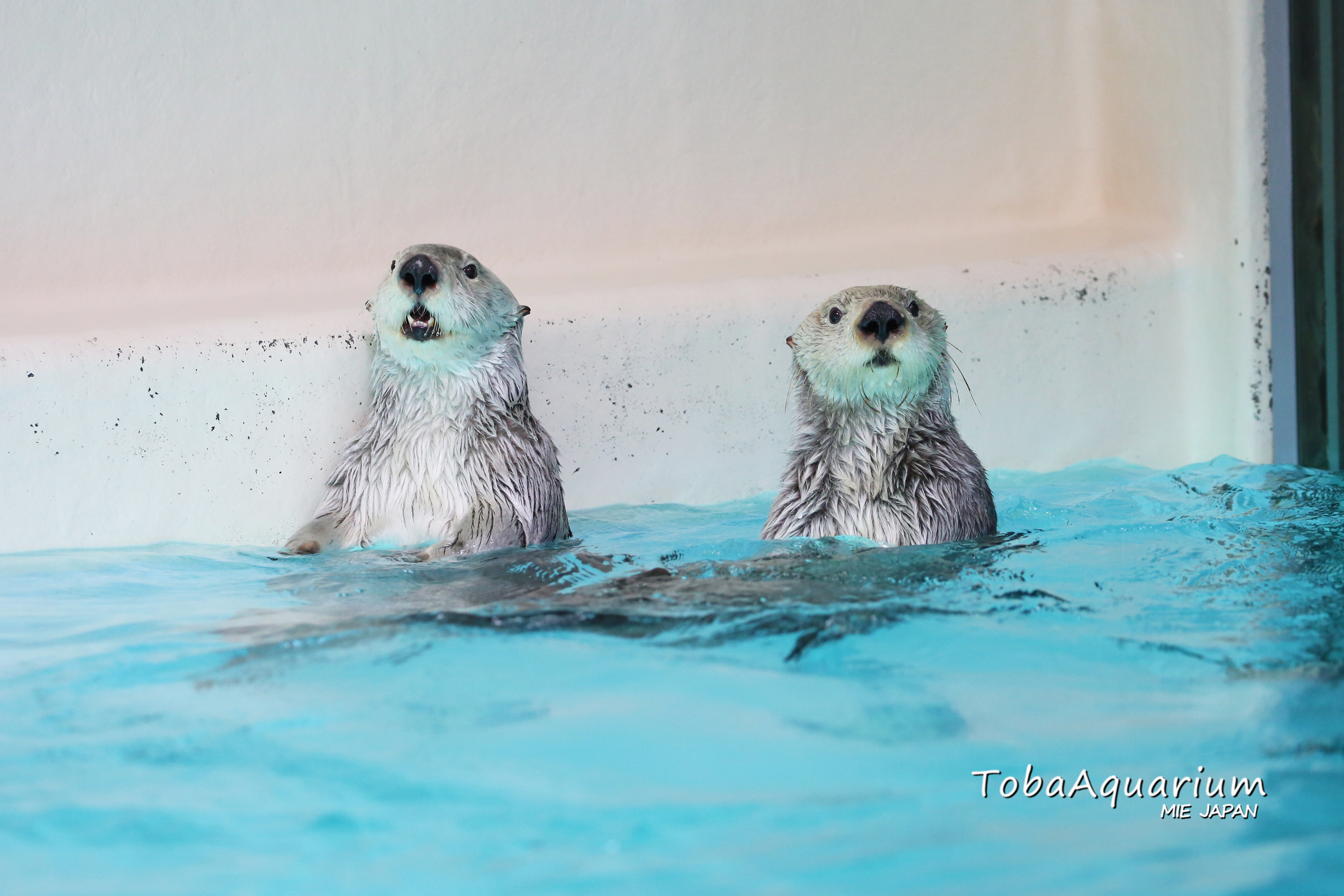 鳥羽水族館 キラ メイ オリジナル写真集 販売 鳥羽水族館 ラッコのメイ