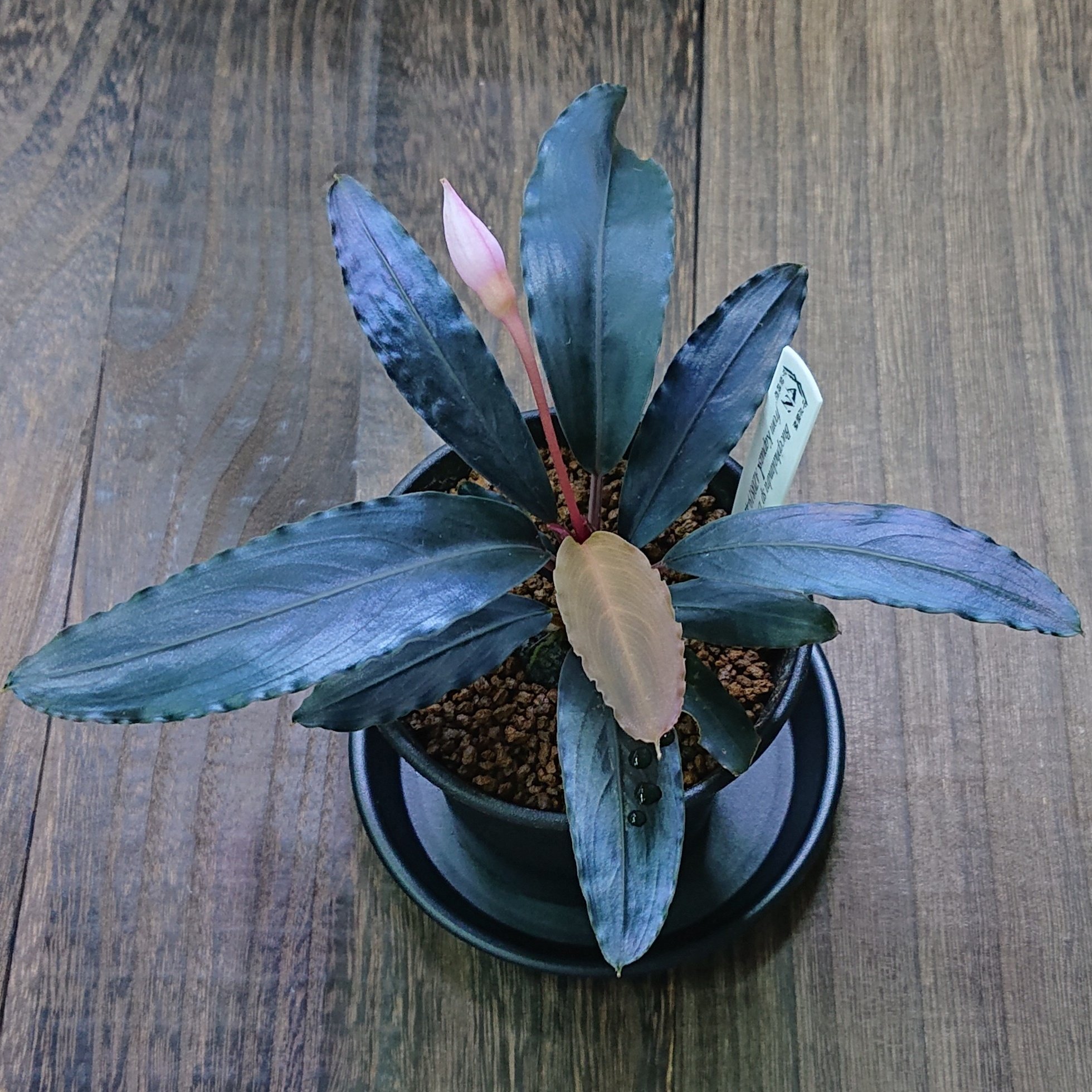 水草 Bucephalandra sp. . deep purple az0819-4 Bucephalandra sp