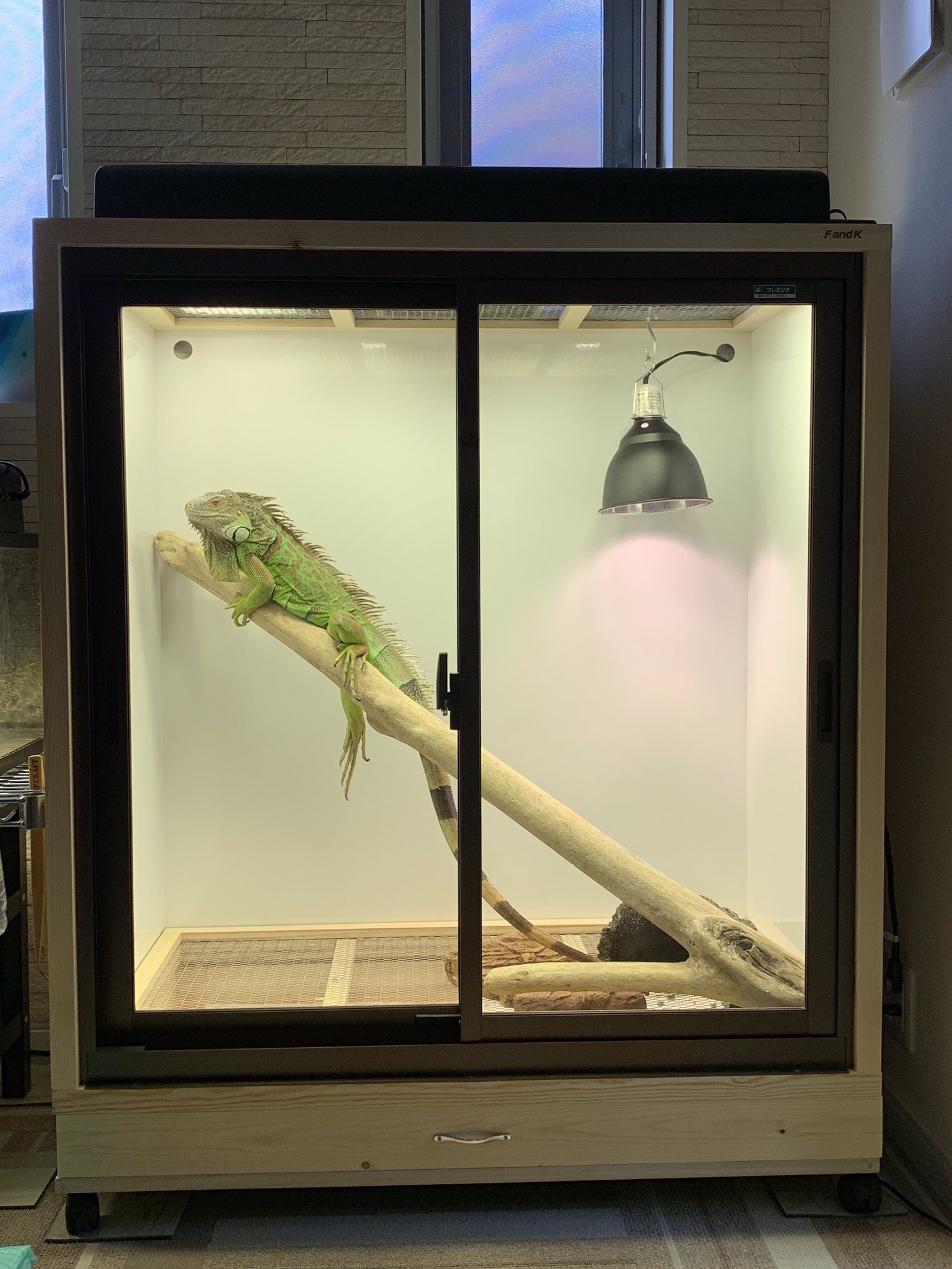 FandK 爬虫類木製ケージ イグアナ用 サッシ仕様 【公式通販】