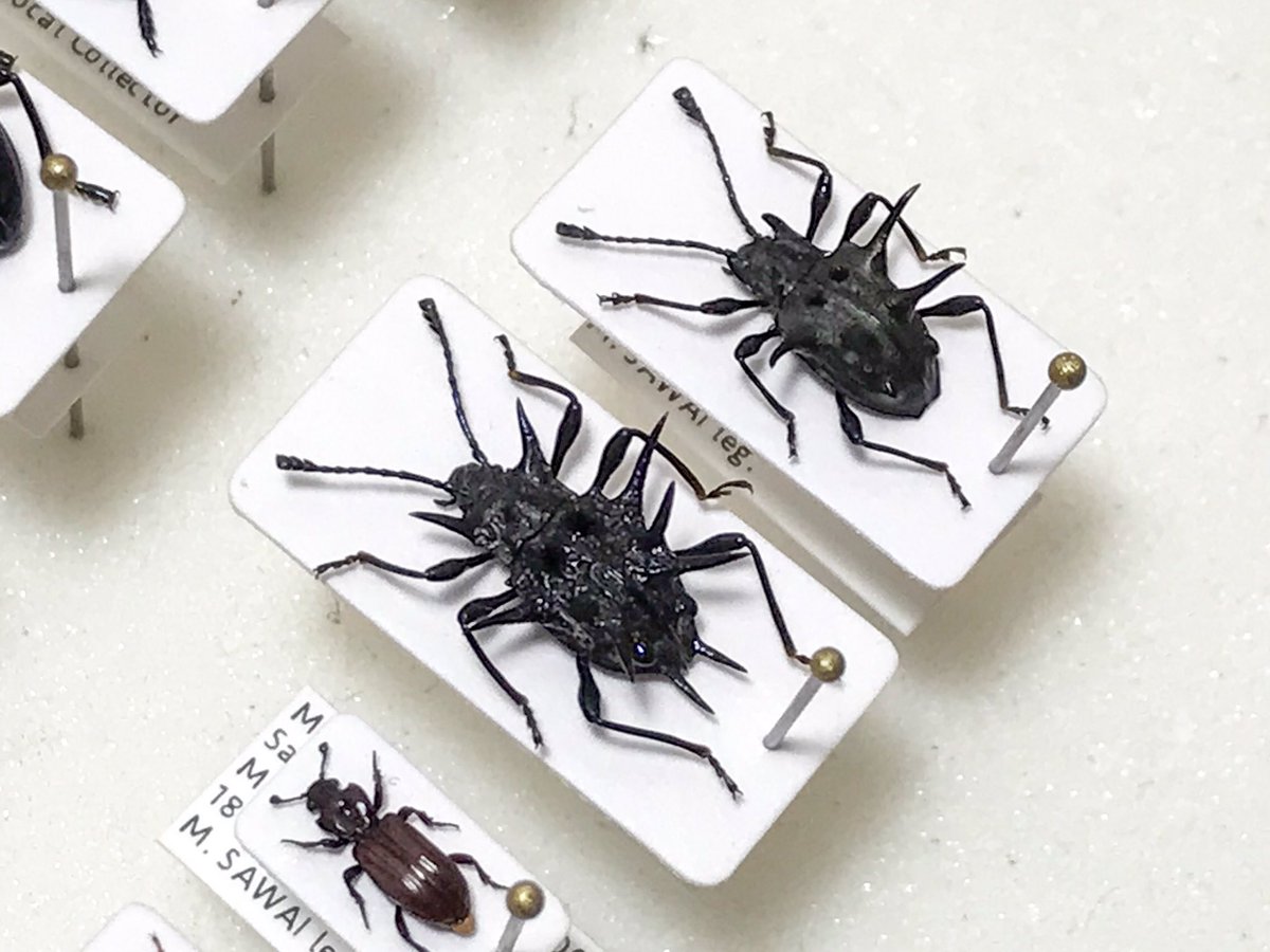 最近入手したトゲトゲテントウダマシ。おそらくCacodaemon auriculatus