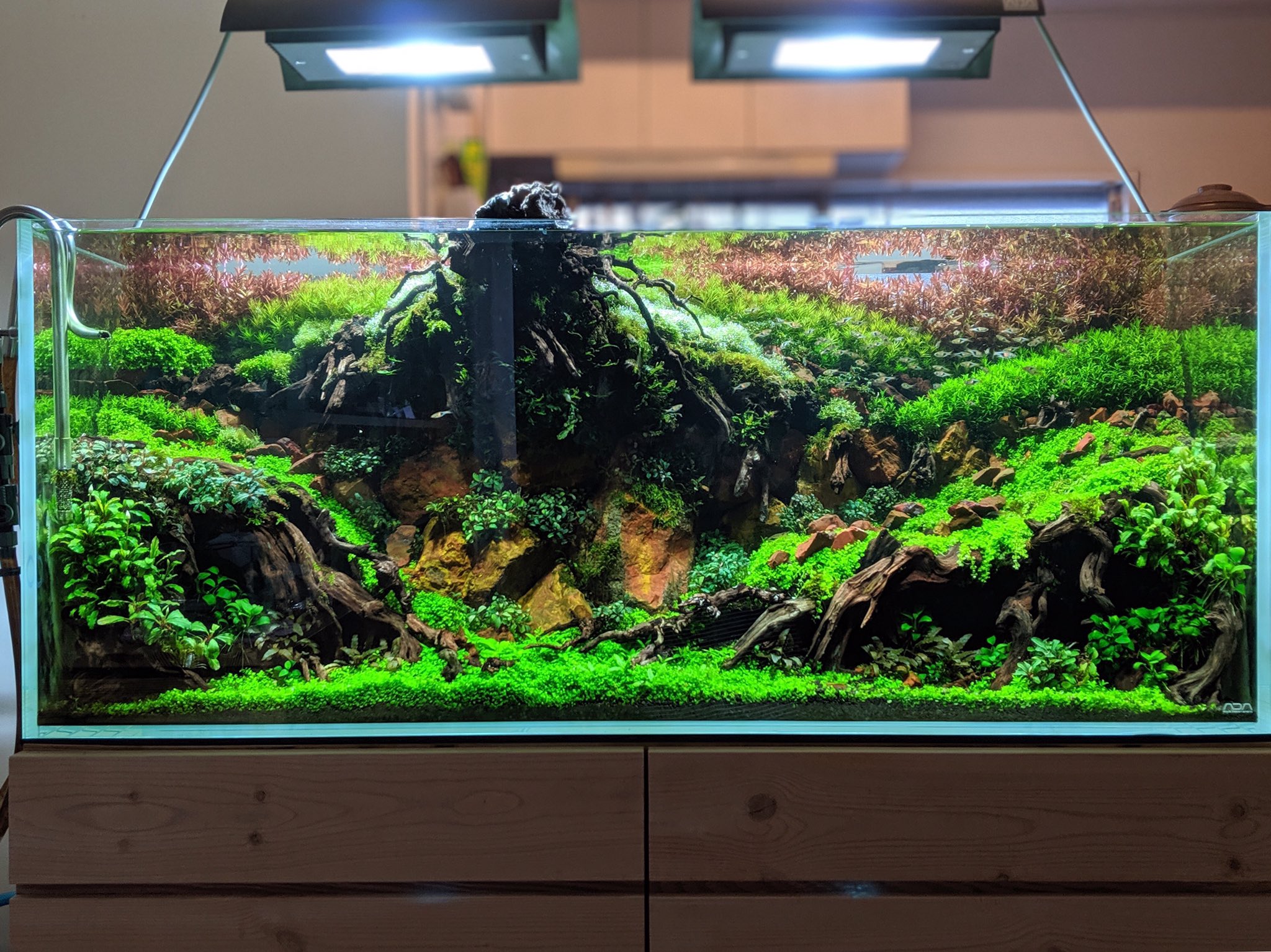 ADA ADA キューブガーデン 60cm 水槽 キューブガーデン60水槽 アクア