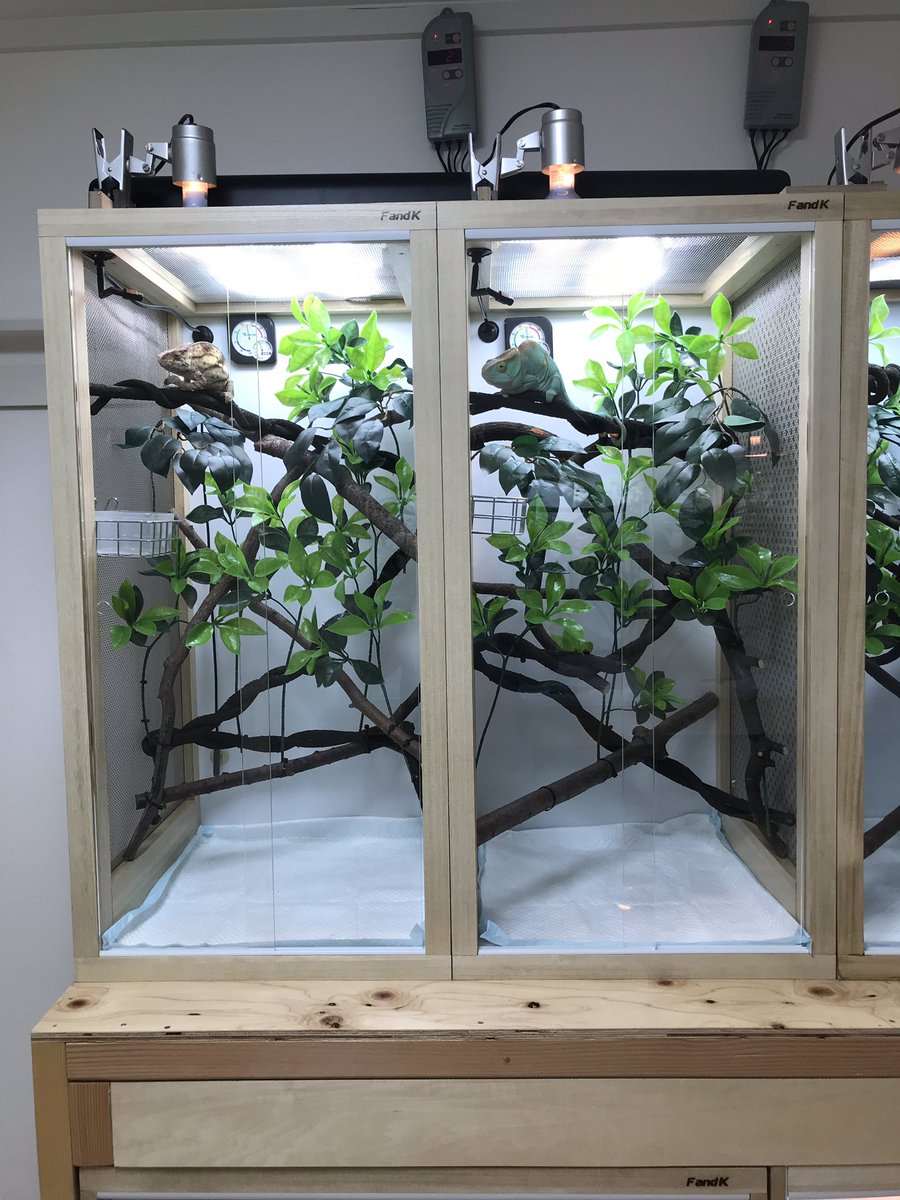 FandK爬虫類木製ケージ カメレオン仕様 エボシカメレオンケージ納品
