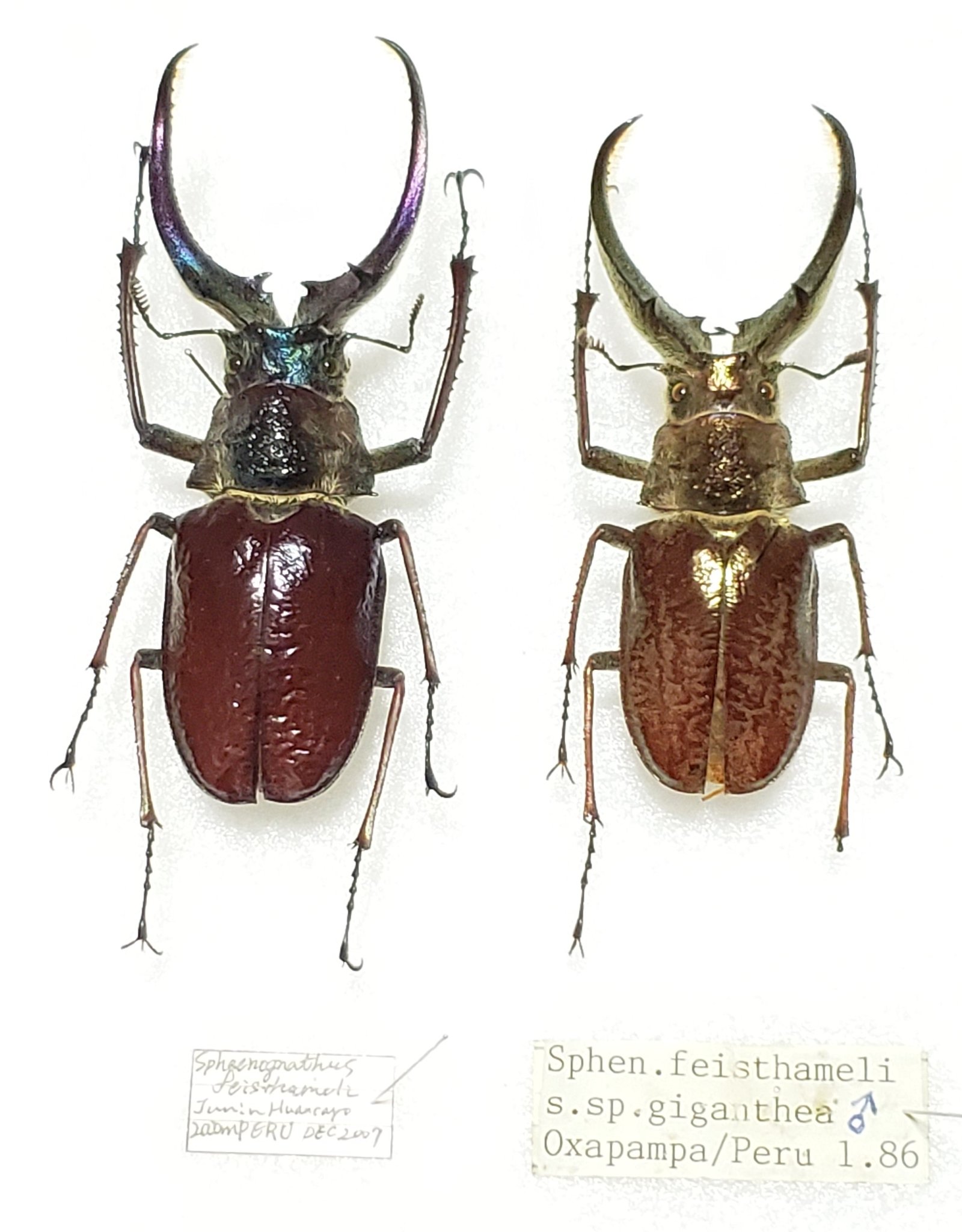 昆虫標本】 特大！フェイスタメルシワバネクワガタ