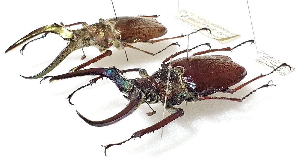 ペルー産 ギガンテウスシワバネクワガタ 83mm ペア ペルー産 ギガンテ