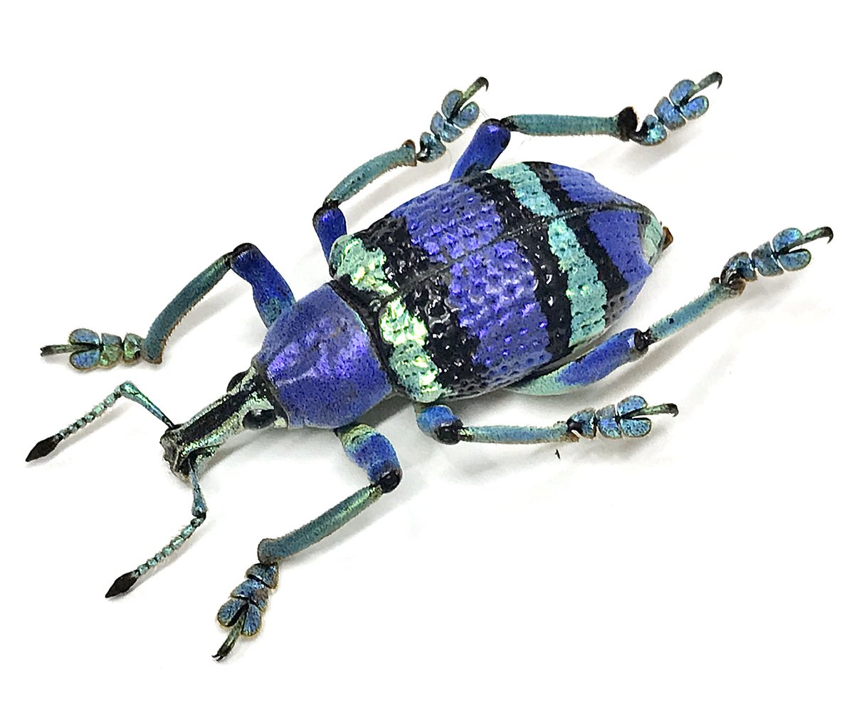 新着標本】 ショーエンヘルホウセキゾウムシが入荷しました。 広域に