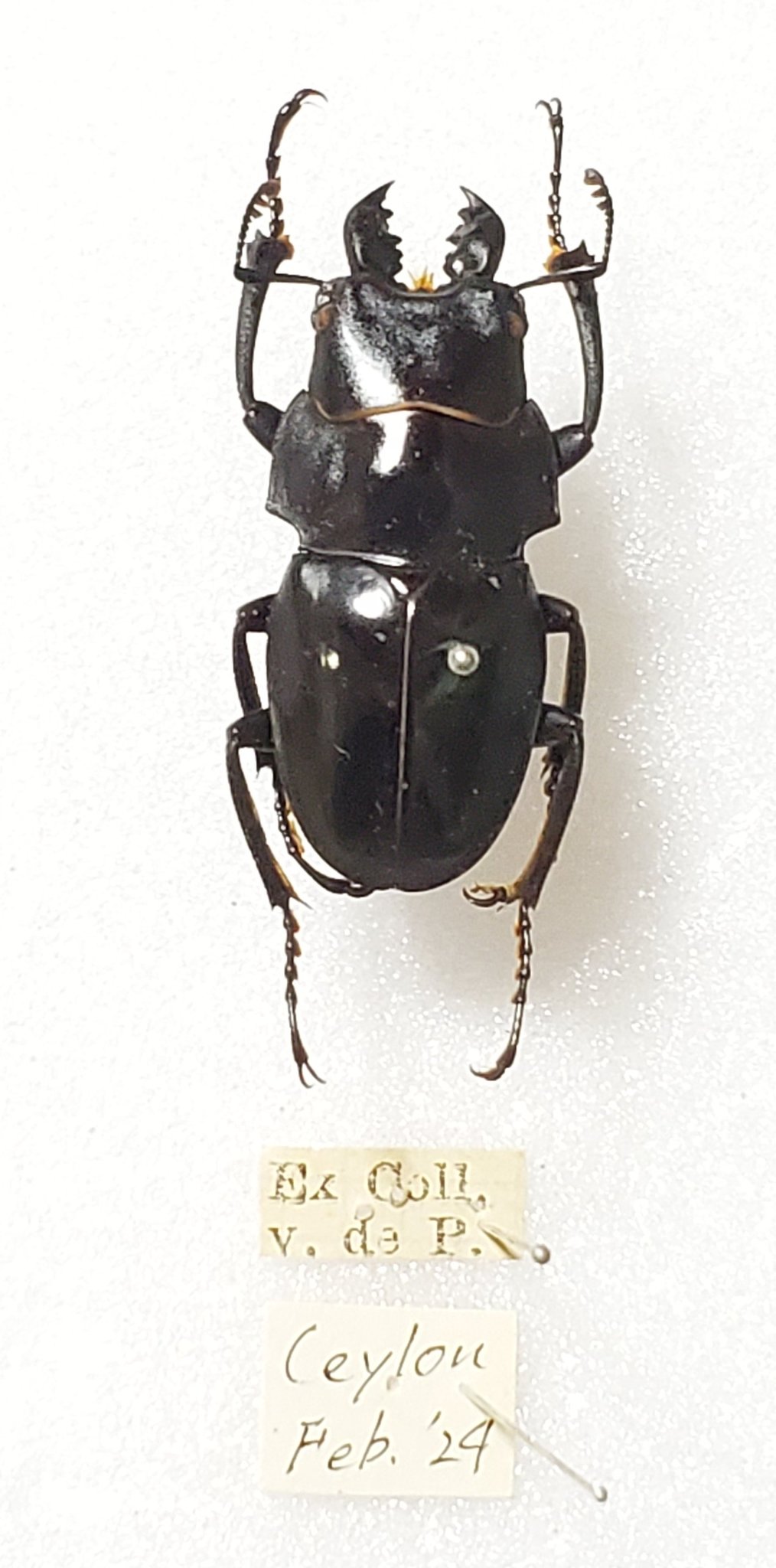 野外標本】ニグリータツヤクワガタ ペア Odontolabis nigrita 野外標本