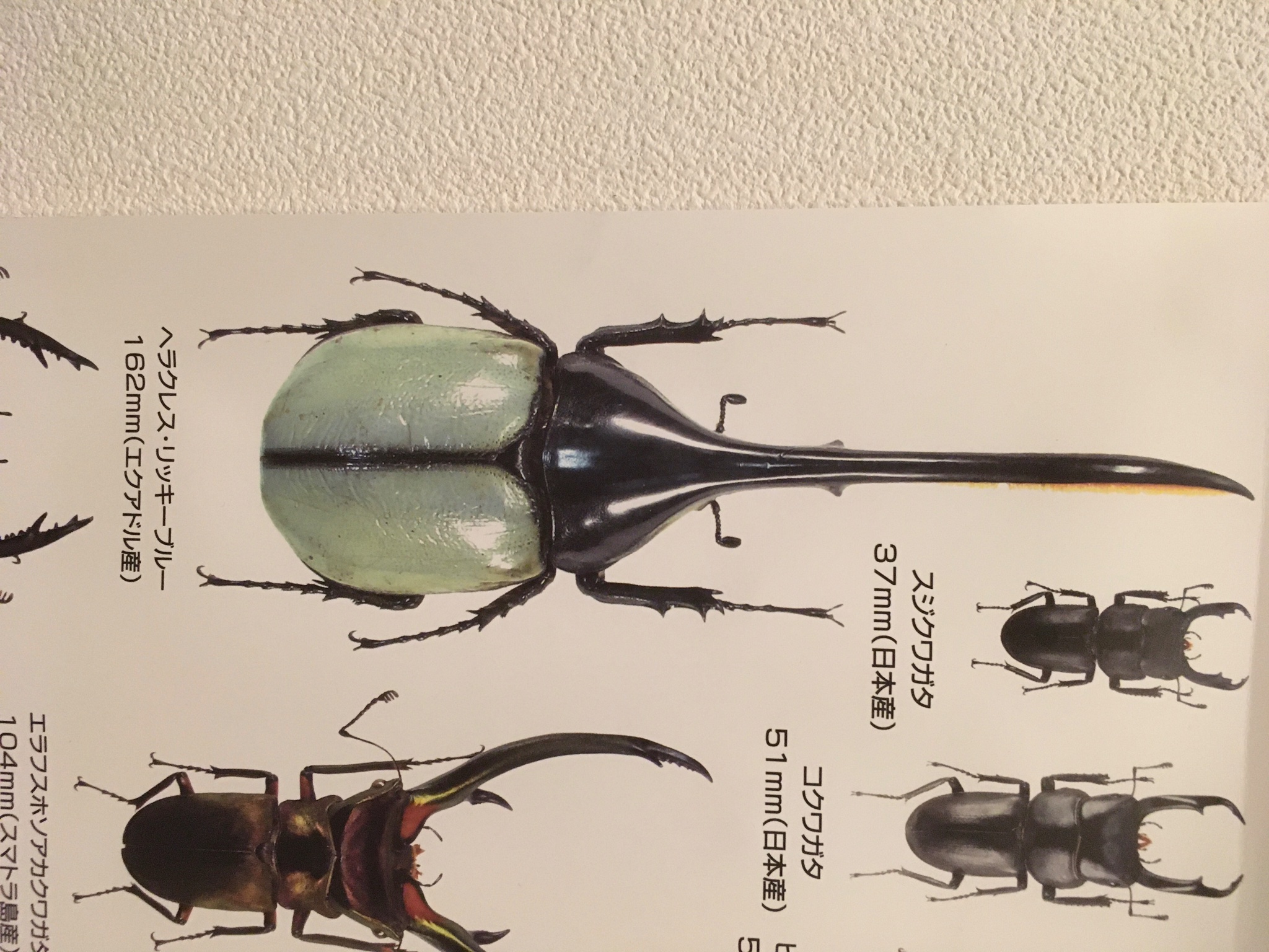 ヘラクレスオオカブト ブルータイプ 標本 標本】H・ヘラクレス ブルー