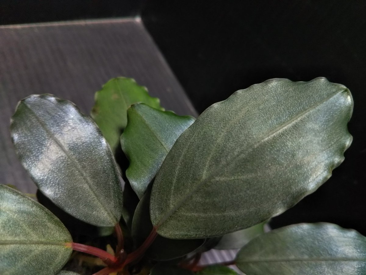 Bucephalandra sp.”Dark gray“【TB便】 Bucephalandra sp.”Dark gray