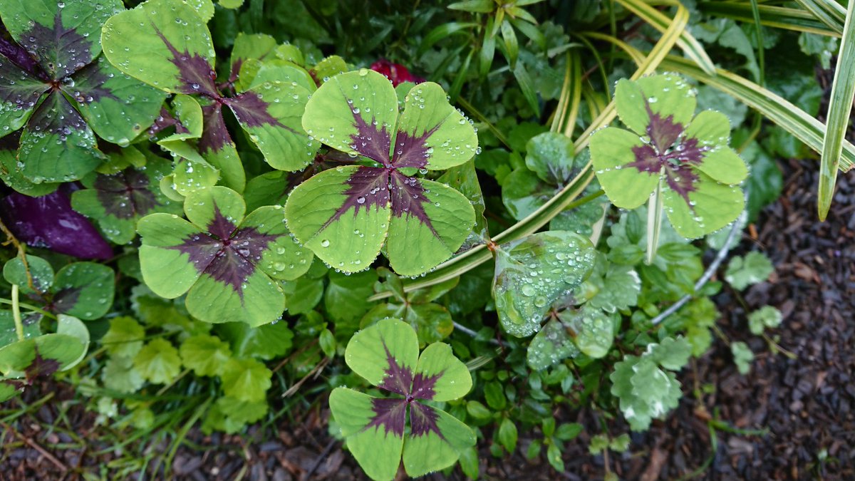 巨大な四つ葉のクローバーいっぱい～♪🍀」 と勘違いしたこちらの植物